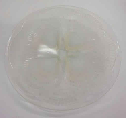 Rene Lalique Coquilles Plate 
