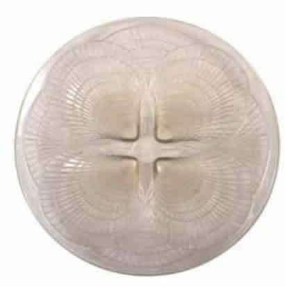 Rene Lalique Coquilles Assiette 