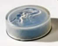 R. Lalique Deux Sirenes Small Powder Box