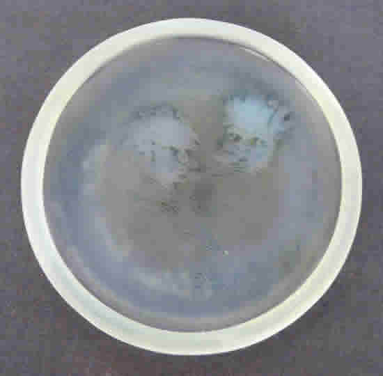 R. Lalique Deux Zephyrs Ring Dish