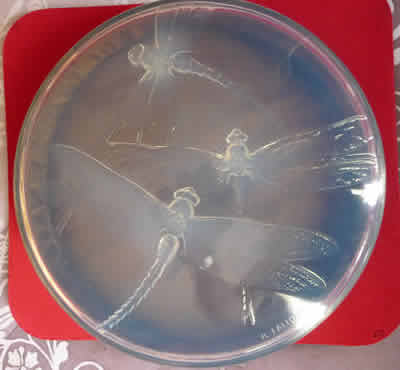 R. Lalique Georgette Box