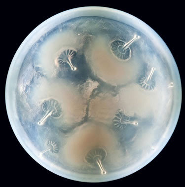 R. Lalique Houppes Box