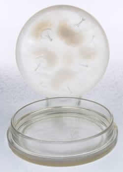 R. Lalique Houppes Box