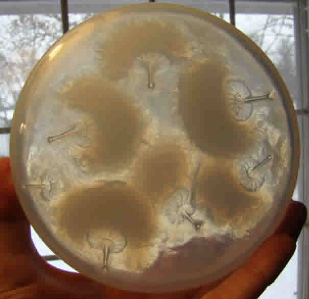 R. Lalique Houppes Powder Box