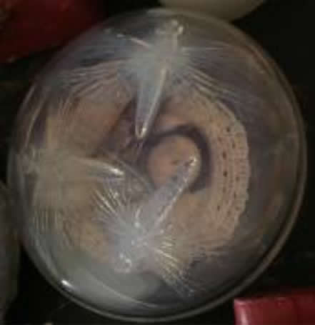 R. Lalique Libellules Box