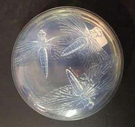R. Lalique Libellules Box