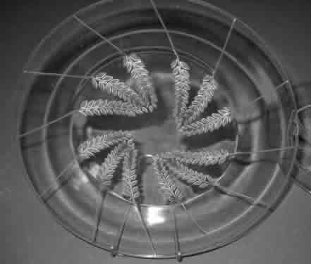 R. Lalique Lucerne Plate
