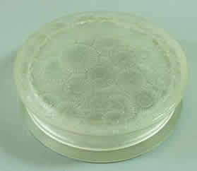 R. Lalique Marguerites Box
