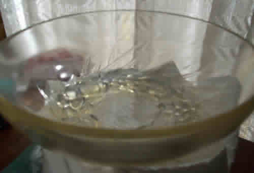 R. Lalique Mont-Dore Bowl
