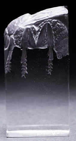 Rene Lalique Mouche Seal