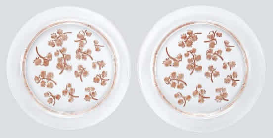 R. Lalique Muguet Plate
