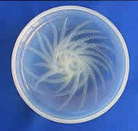 R. Lalique Quatre Flacons Boite