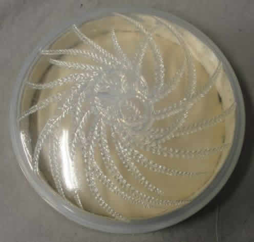 R. Lalique Quatre Flacons Box
