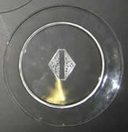 Rene Lalique Saverne Plate 