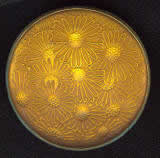Rene Lalique Semi De Marguerites Brooch
