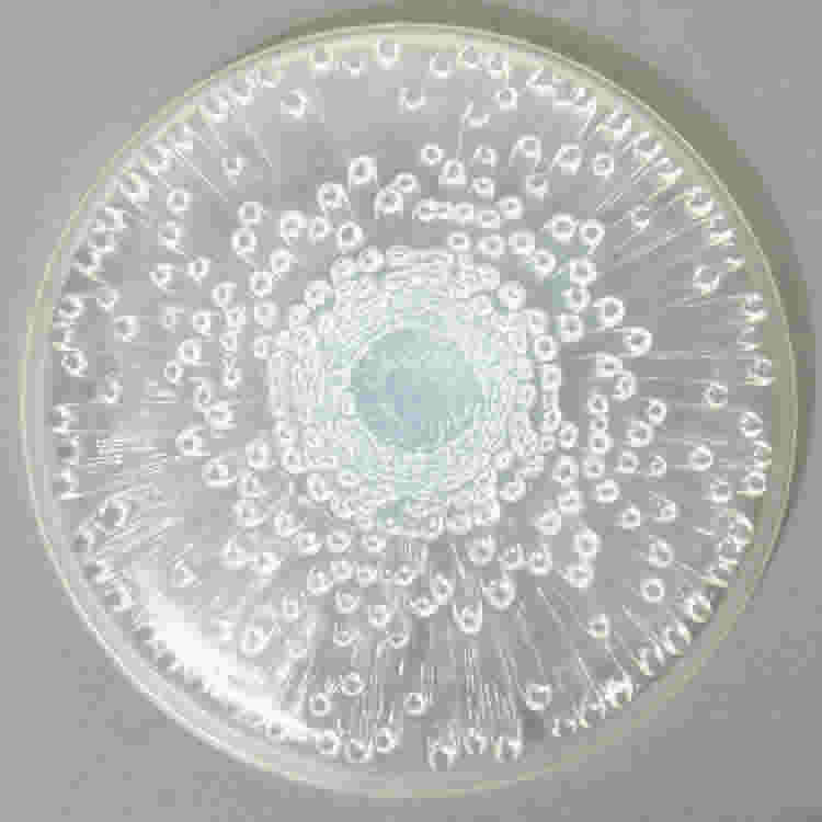 R. Lalique Tokio Powder Box