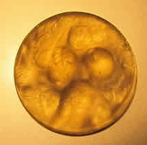 R. Lalique Trois Anges Brooch