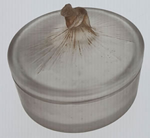R. Lalique Degas Box