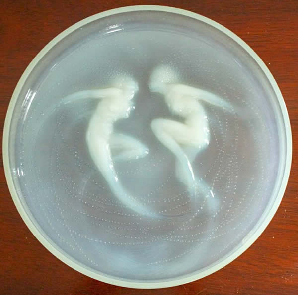 R. Lalique Deux Sirenes Box Top