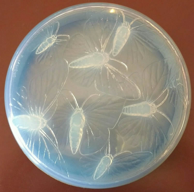R. Lalique Phalenes Box